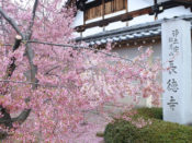 桜・長徳寺