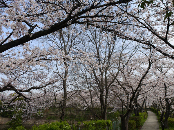 さくら近隣公園の桜