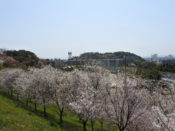 桜・桜の園
