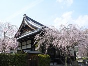 桜・妙満寺