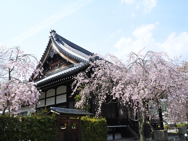 妙満寺大書院と桜