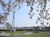 東一口前川堤の桜
