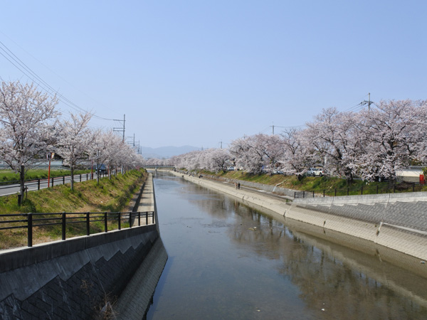 東一口前川堤の桜