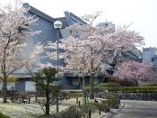 国立京都国際会館と桜