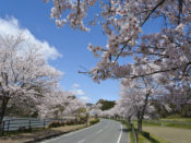 水鳥のみちの桜並木