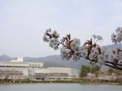 国立京都国際会館と桜