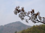 比叡山と桜