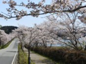 水鳥のみちの桜並木