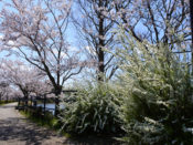 水際のプロムナードの桜