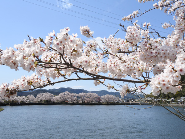 平の沢公園の桜
