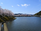 平の沢公園の桜