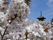 仁和寺五重塔と御室桜