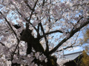 出雲大神宮の桜