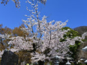 出雲大神宮の桜