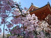 仁和寺鐘楼と桜
