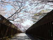 七谷川に架かるふれあい橋と桜
