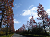 桂坂モミジバフウの並木道