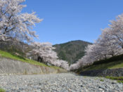 七谷川の桜