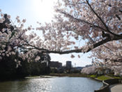 南郷公園の桜