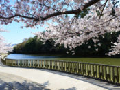 桜・南郷公園