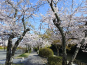 南郷公園の桜