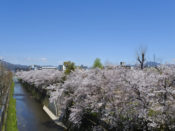 桜・天神川