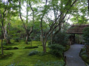 祇王寺苔の庭