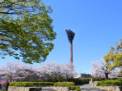 桜・西京極総合運動公園