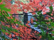 長楽寺の紅葉