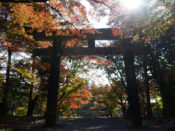 大原野神社鳥居と紅葉