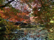 大原野神社鯉沢の池と紅葉