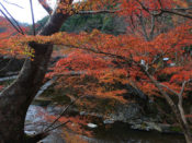 清滝の紅葉