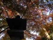 下鴨神社「糺の森」の紅葉