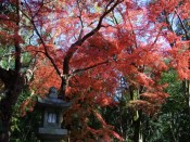 下鴨神社の紅葉