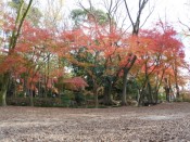 下鴨神社「糺の森」の紅葉