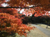 梅小路公園朱雀の庭の紅葉