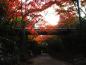 楓林橋の紅葉
