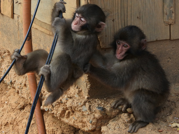 嵐山モンキーパーク「遊ぶ小猿」