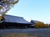 西本願寺の大銀杏