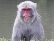 嵐山モンキーパーク「威嚇する猿」