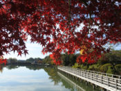 長岡天満宮八条ヶ池と紅葉