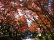 長岡天満宮の紅葉