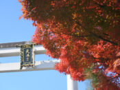 長岡天満宮の紅葉