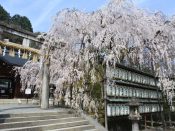 桜・大石神社