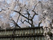 大石神社の大石桜