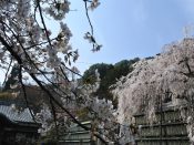 大石神社の大石桜