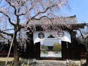 妙覚寺の桜