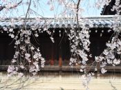 妙覚寺の桜