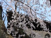 妙覚寺の桜