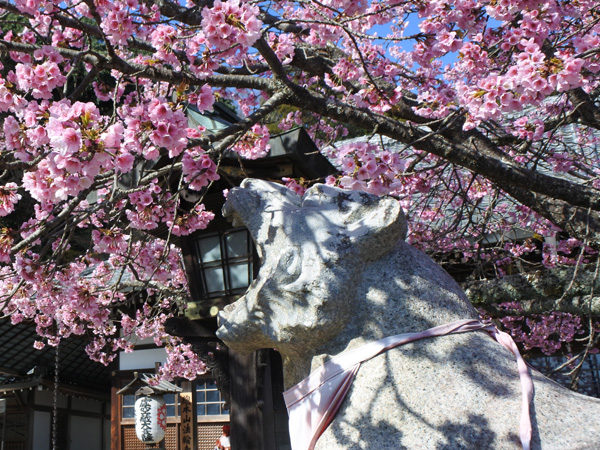 法輪寺の寅と寒桜